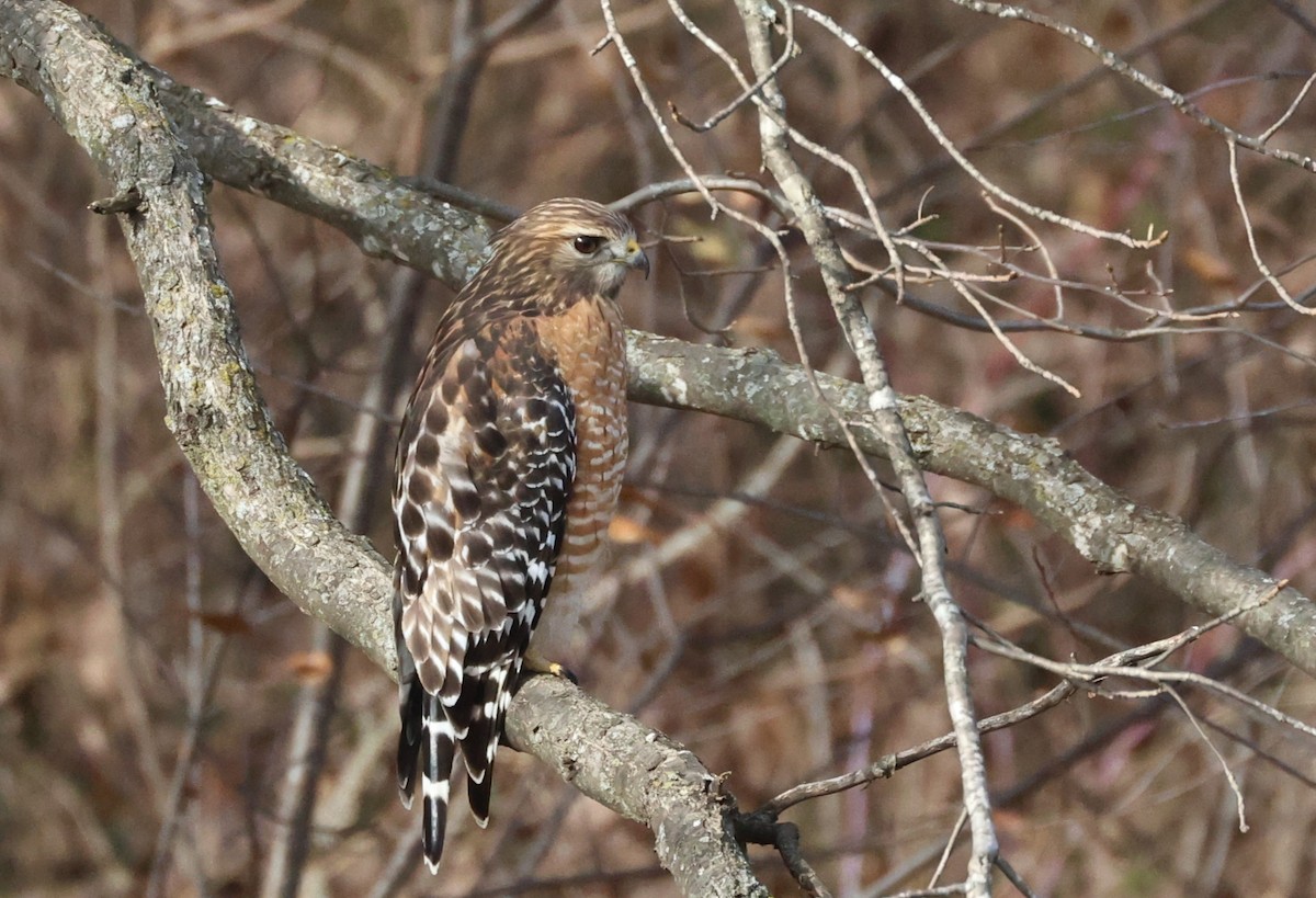 Red-shouldered Hawk - ML647191983