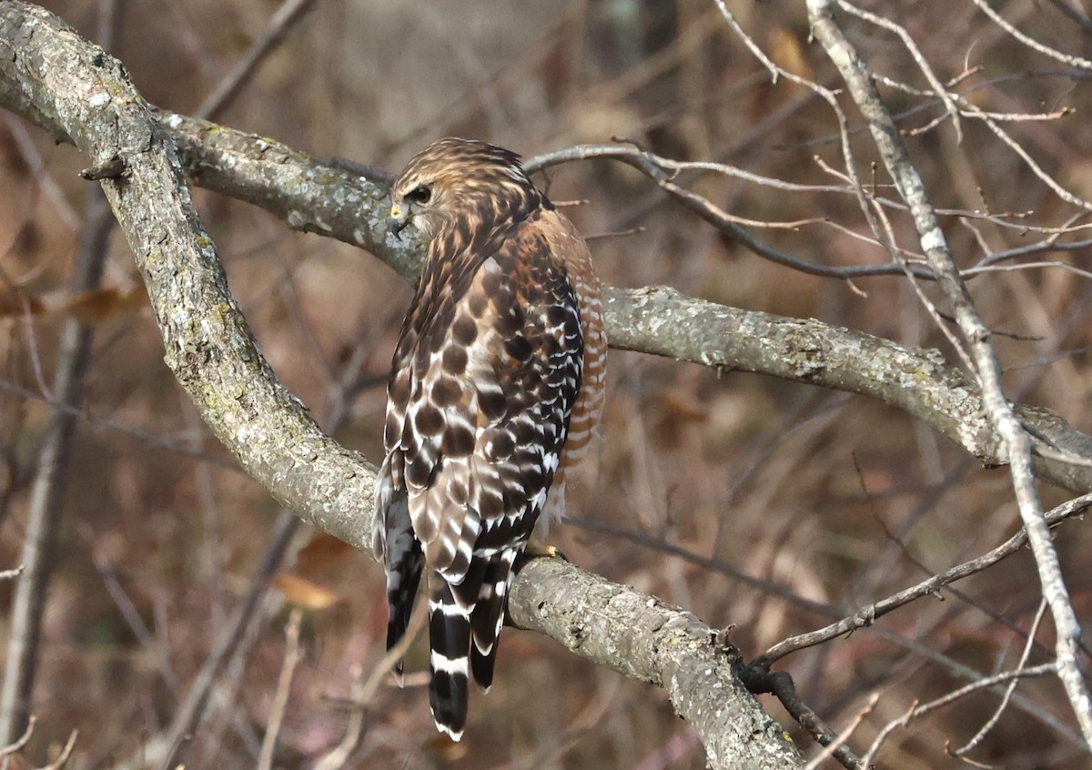 Red-shouldered Hawk - ML647191984