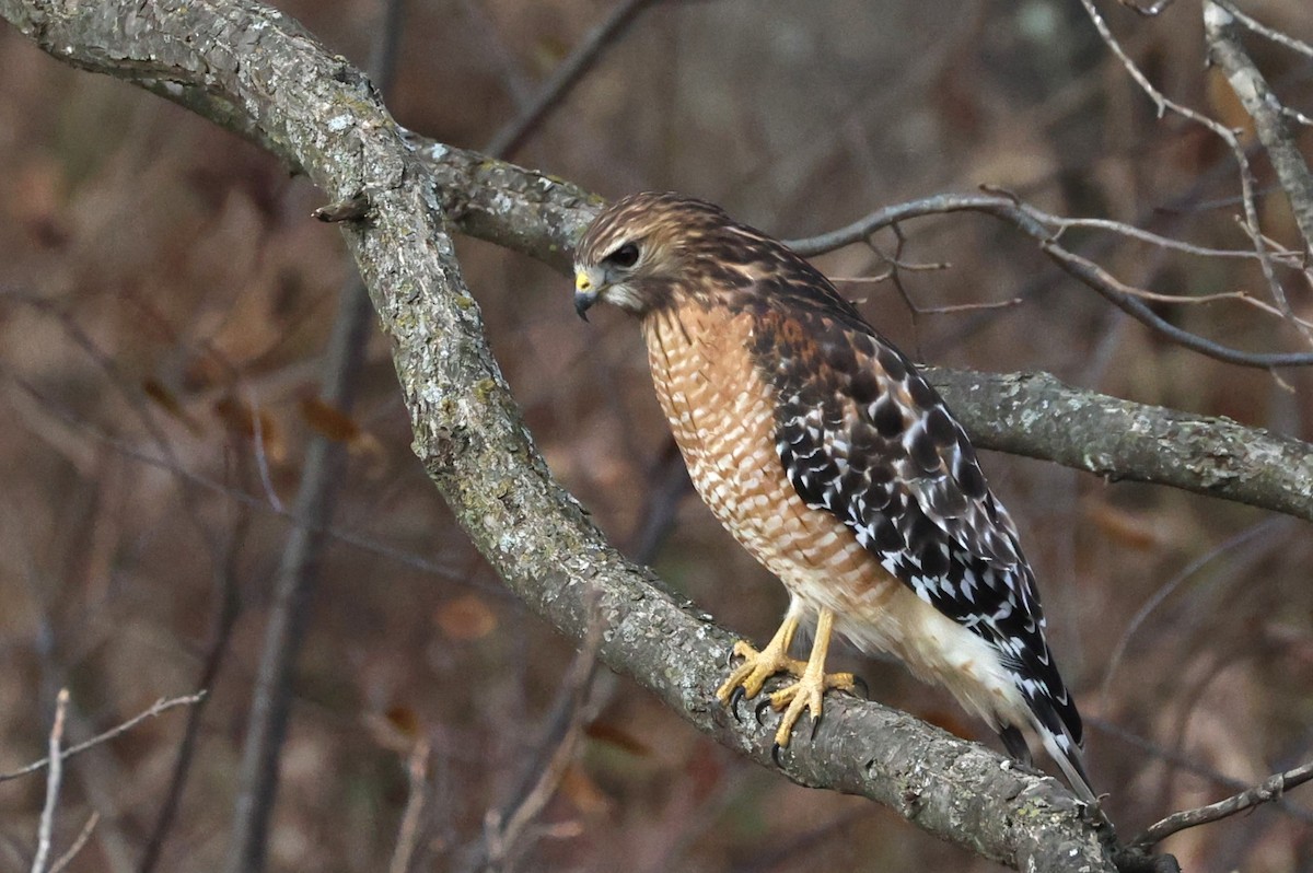Red-shouldered Hawk - ML647191985