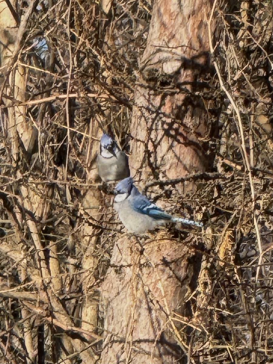 Blue Jay - ML647191986