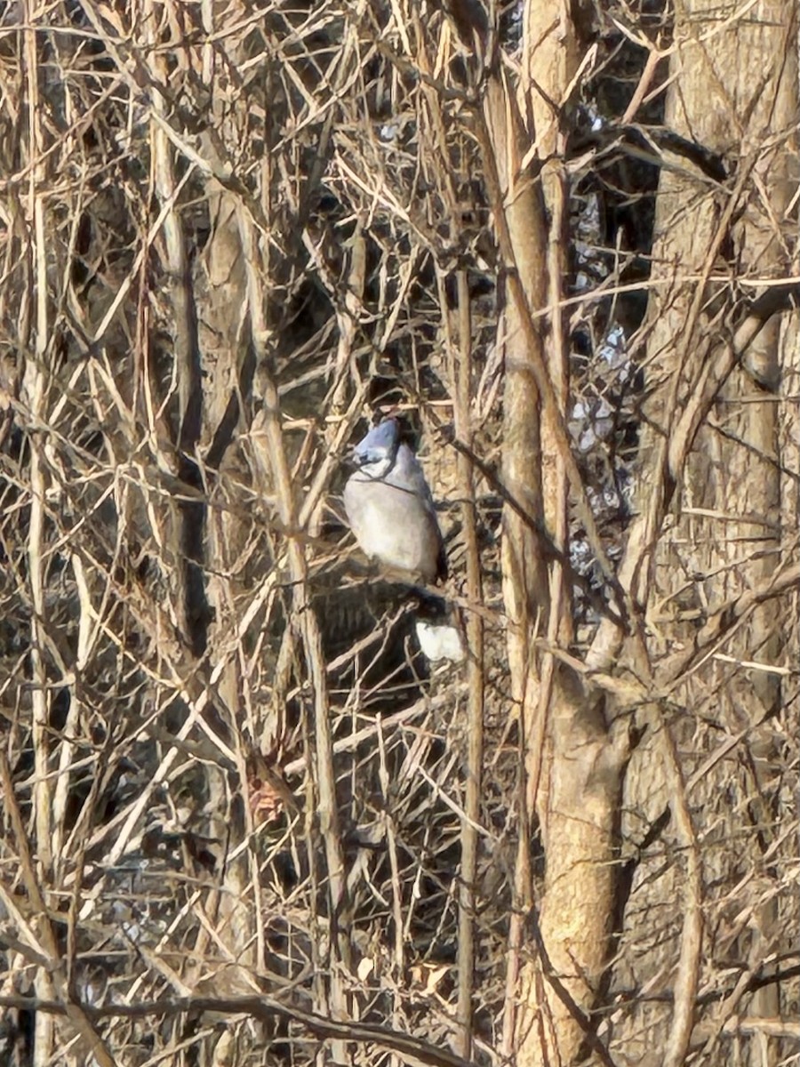 Blue Jay - ML647191987