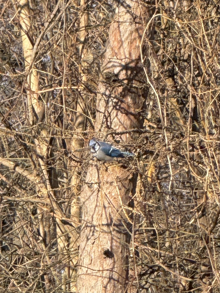 Blue Jay - ML647191988