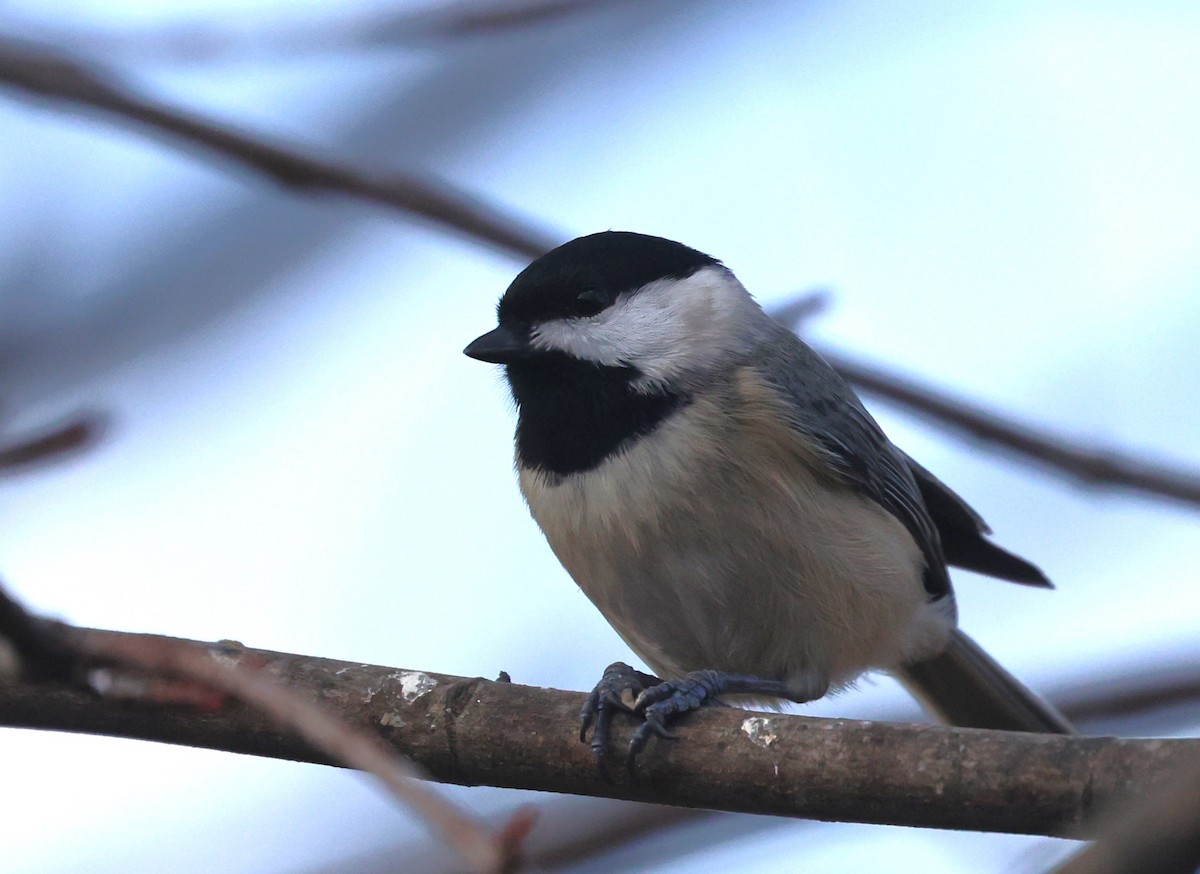 Carolina Chickadee - ML647191993