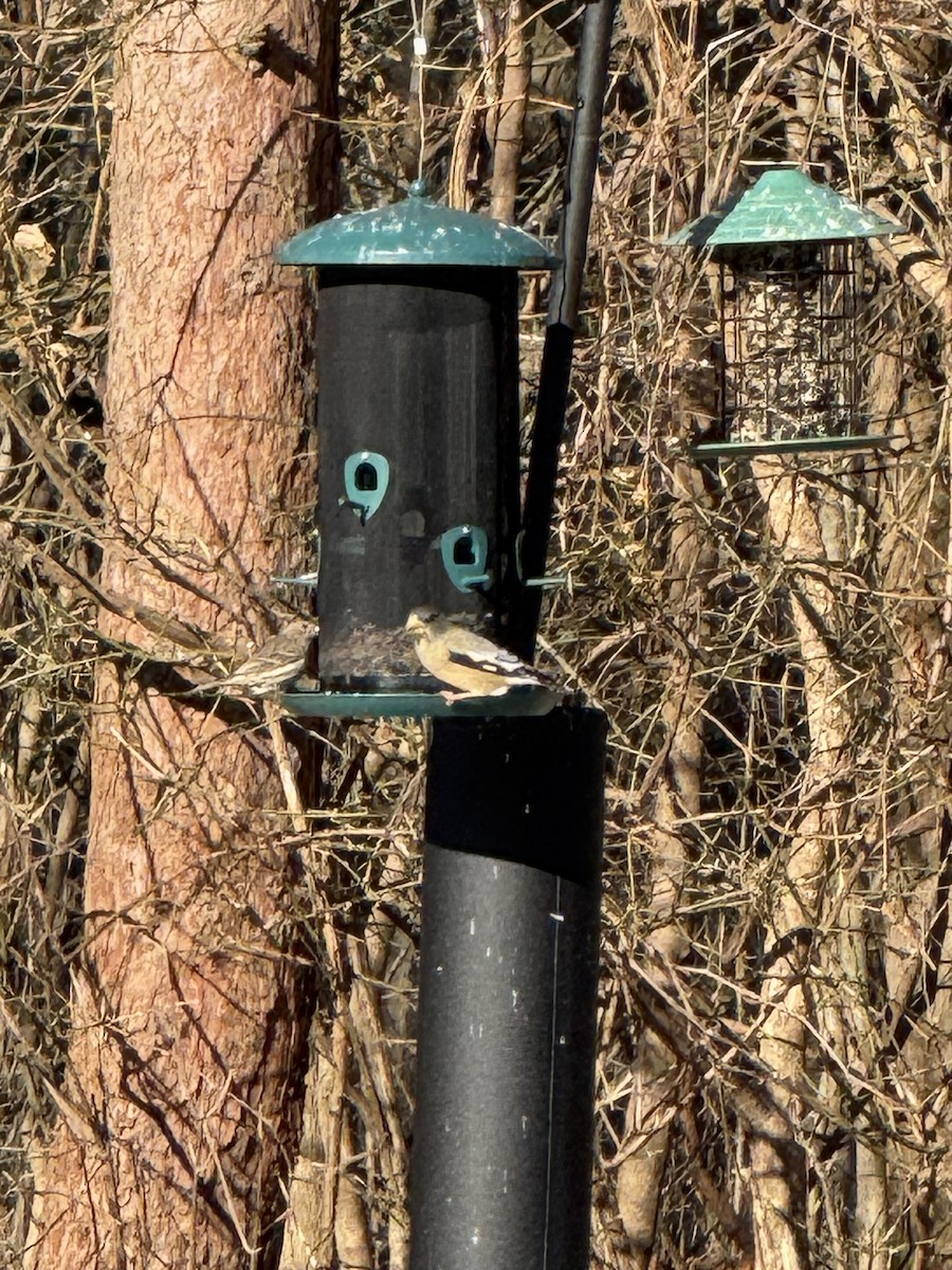 Evening Grosbeak - ML647191995