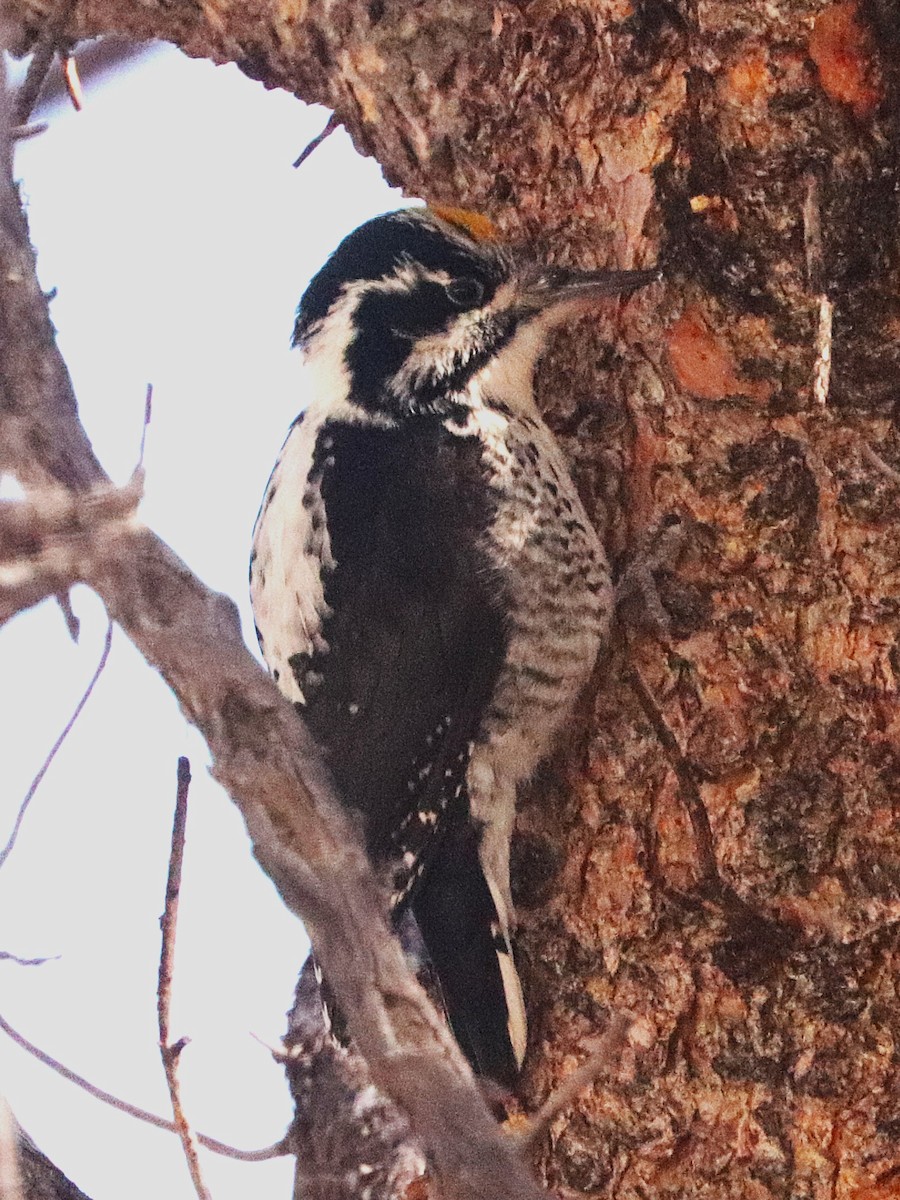 American Three-toed Woodpecker - ML647191996