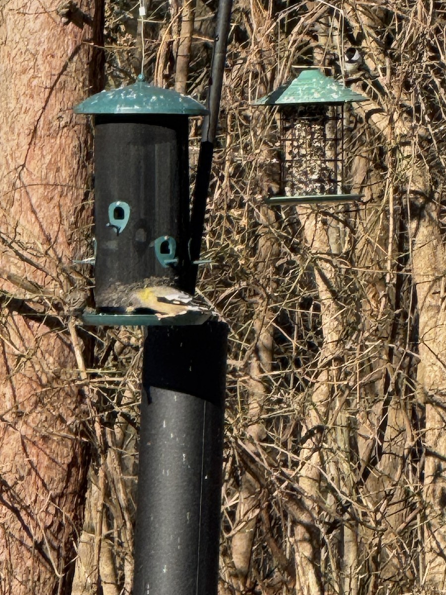 Evening Grosbeak - ML647192007