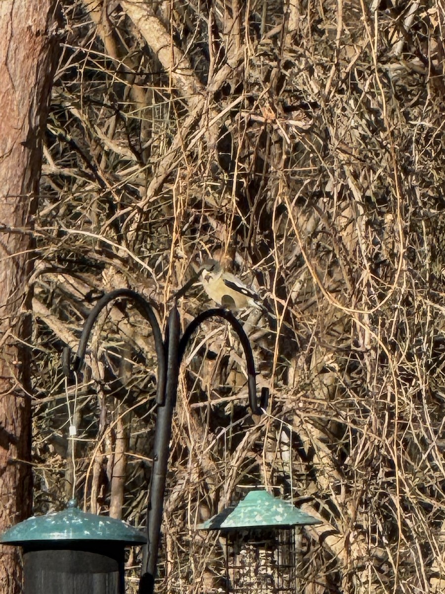 Evening Grosbeak - ML647192012