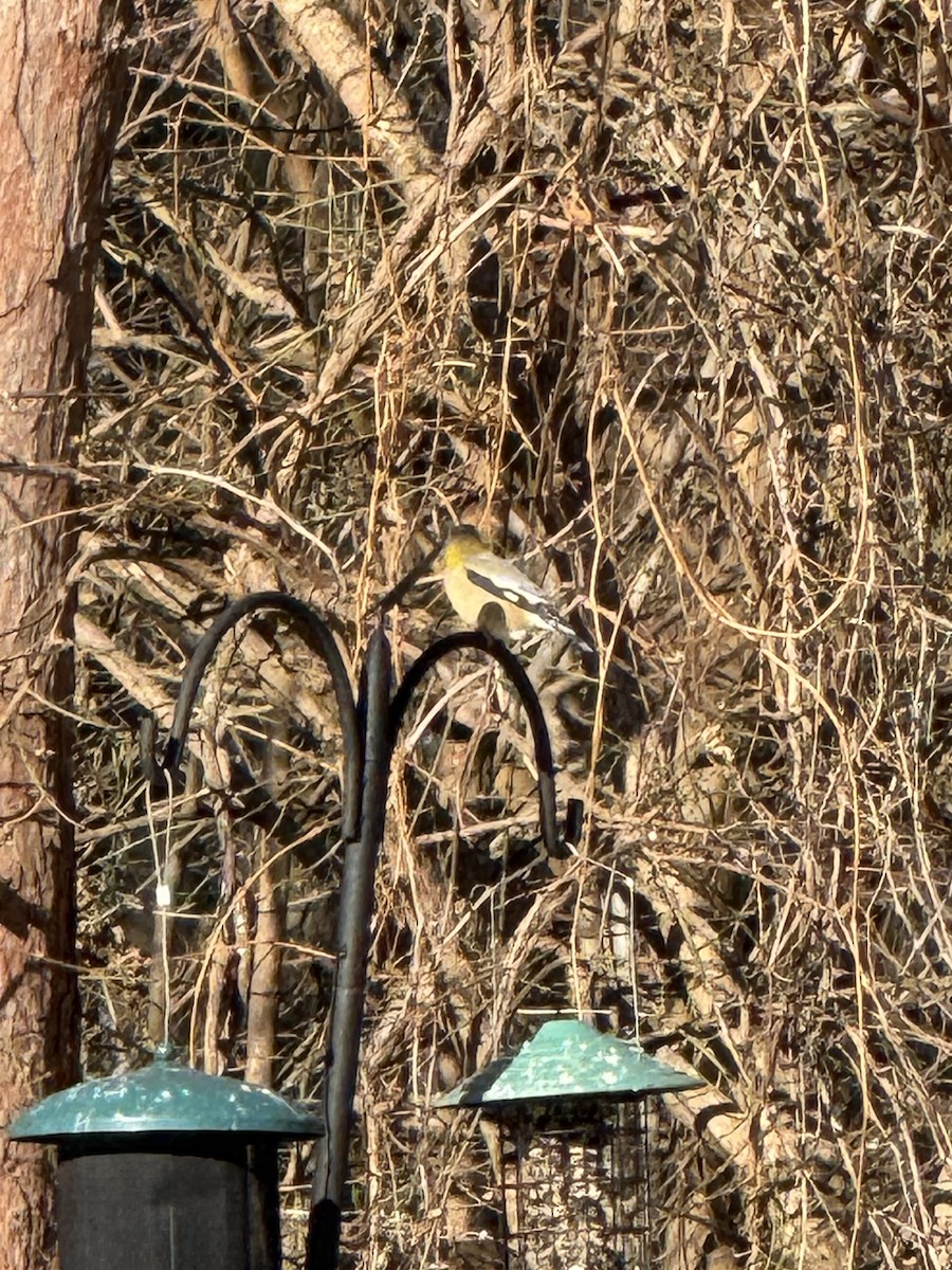 Evening Grosbeak - ML647192013