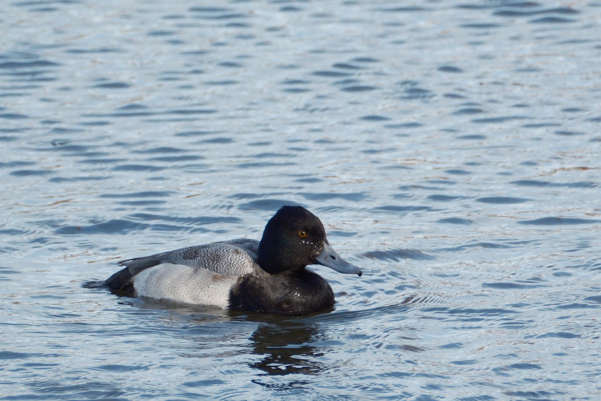 Lesser Scaup - ML647192015