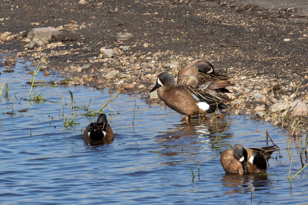 Zertzeta hegalurdina - ML647192018