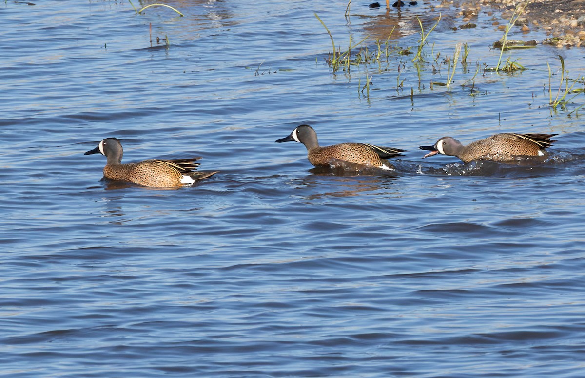 Zertzeta hegalurdina - ML647192019