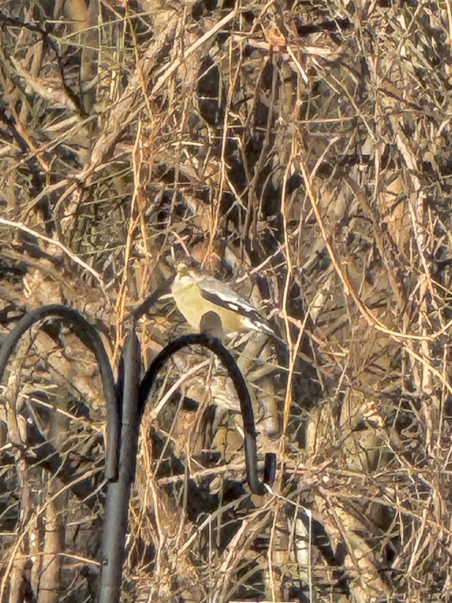 Evening Grosbeak - ML647192021