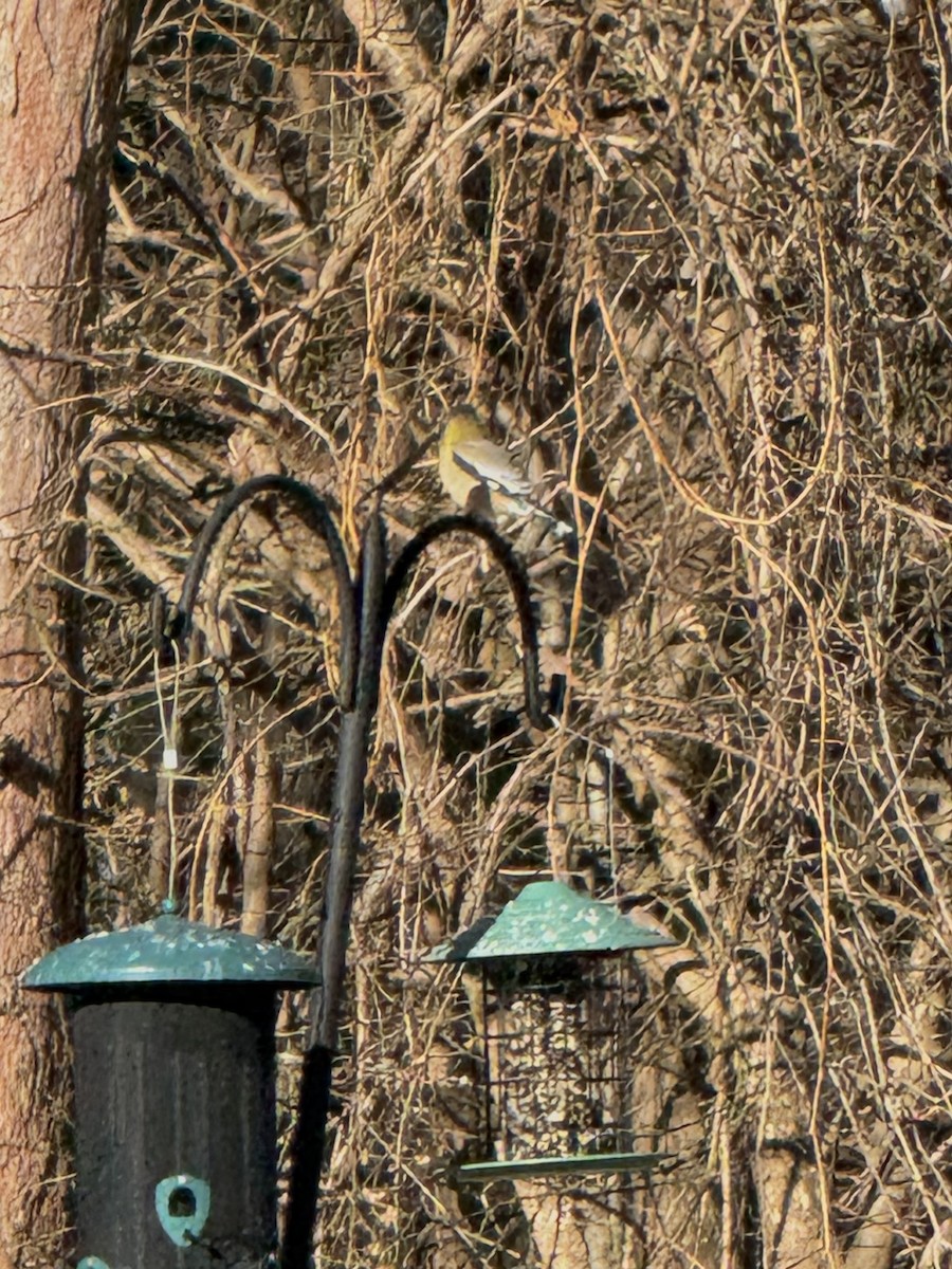 Evening Grosbeak - ML647192022