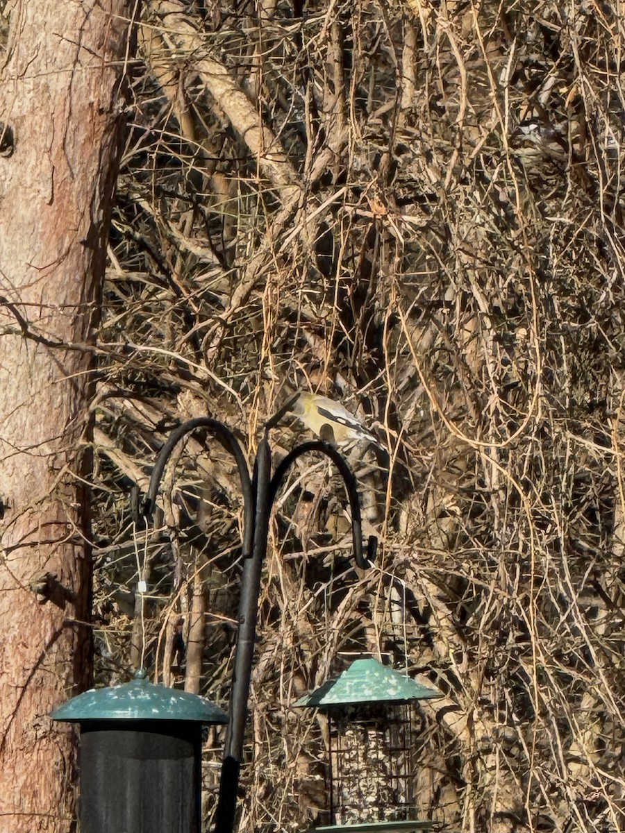 Evening Grosbeak - ML647192023