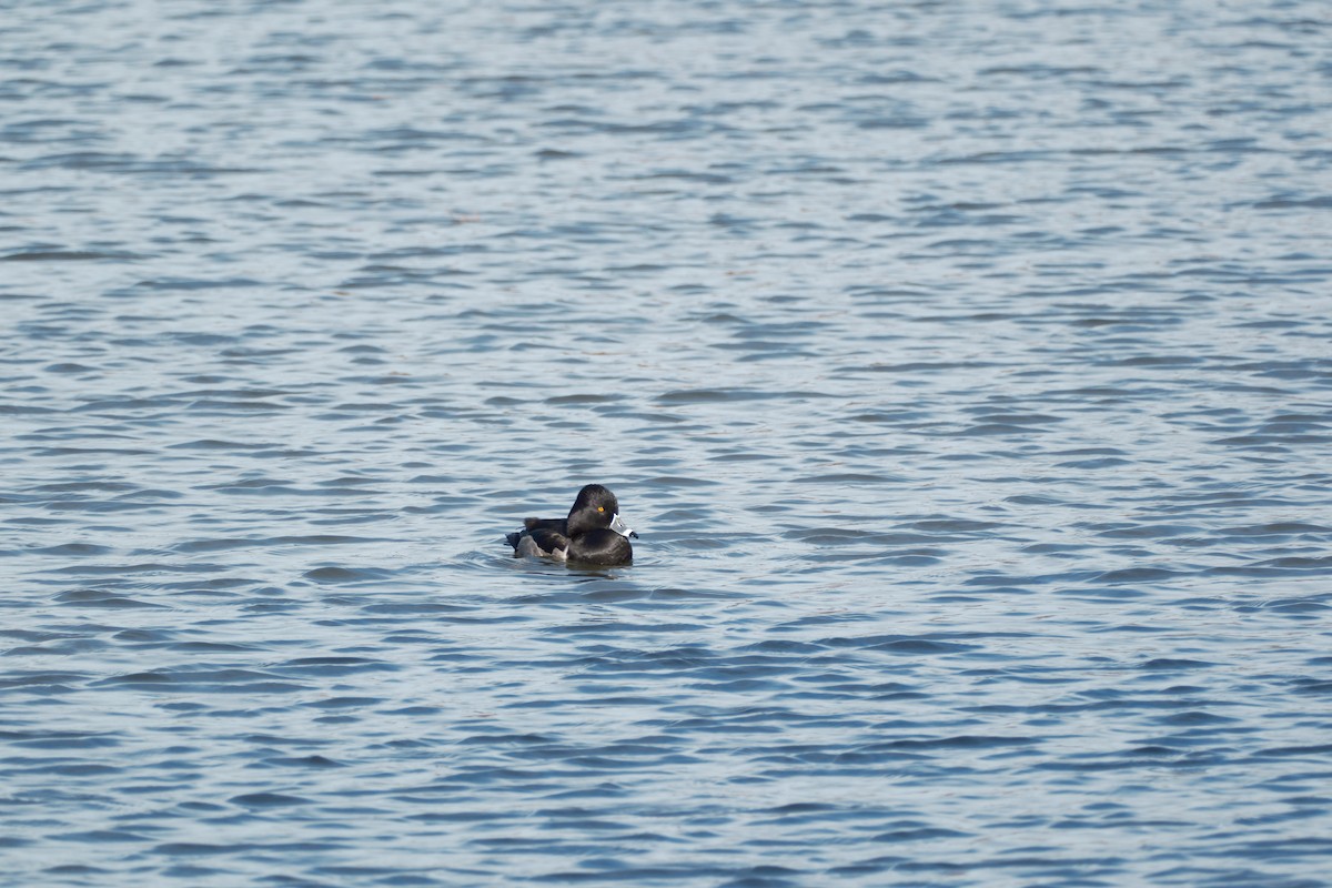 Ring-necked Duck - ML647192028