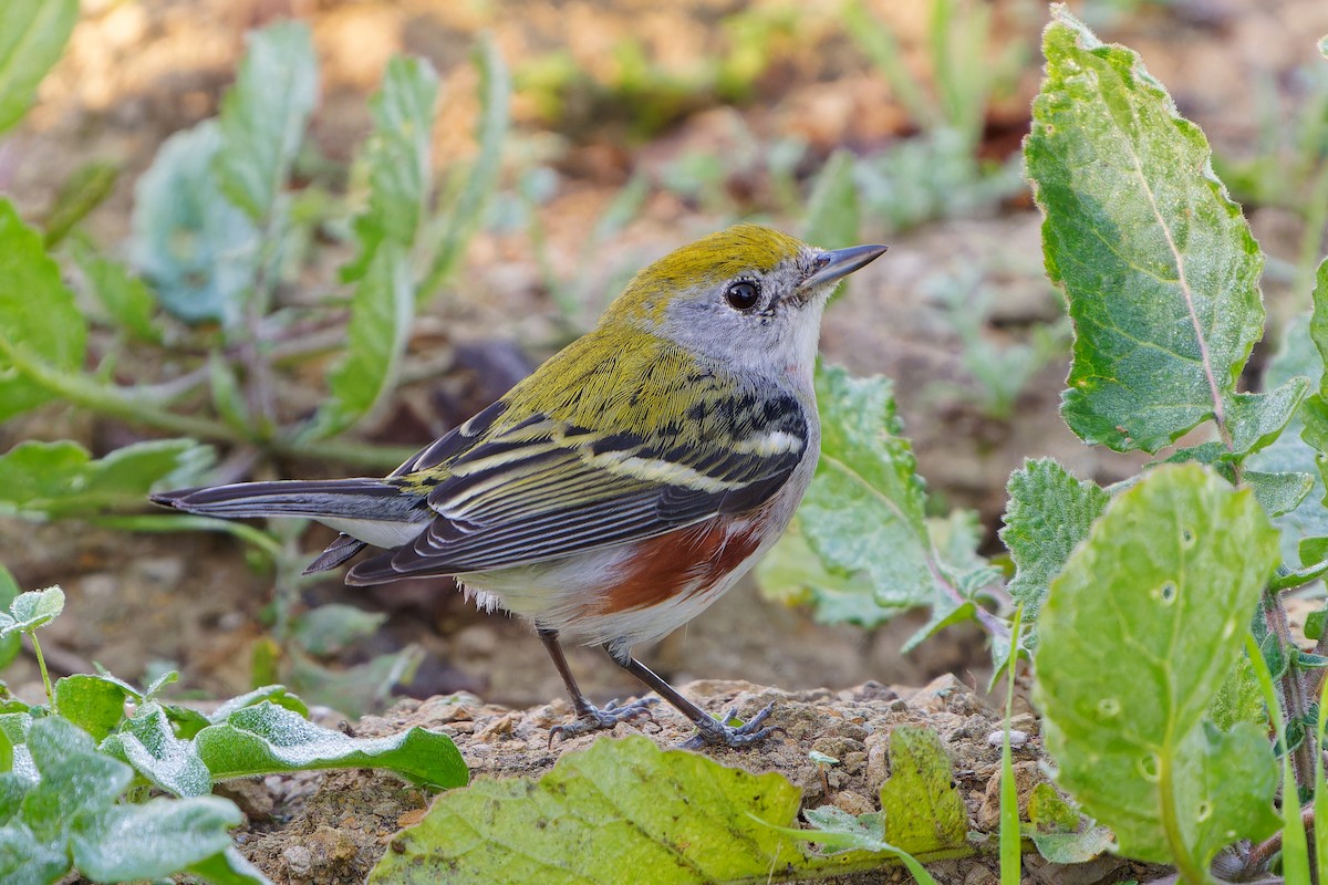 lesňáček rezavoboký - ML647192044