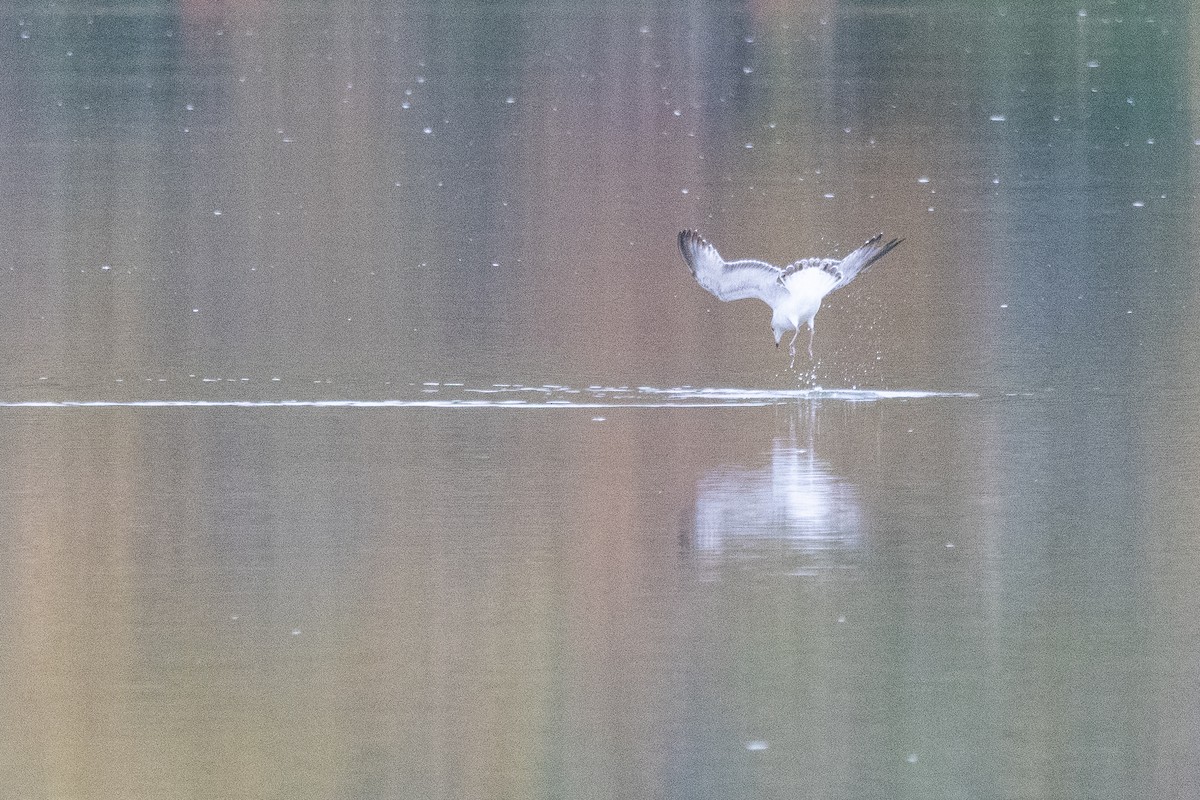 שחף עקוד-מקור - ML647192053