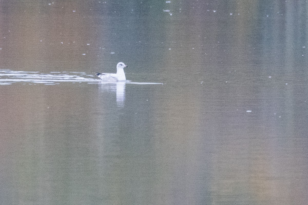 שחף עקוד-מקור - ML647192054