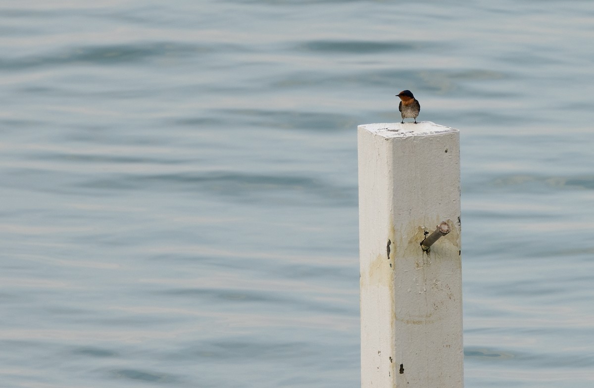 Pacific Swallow - ML647192072