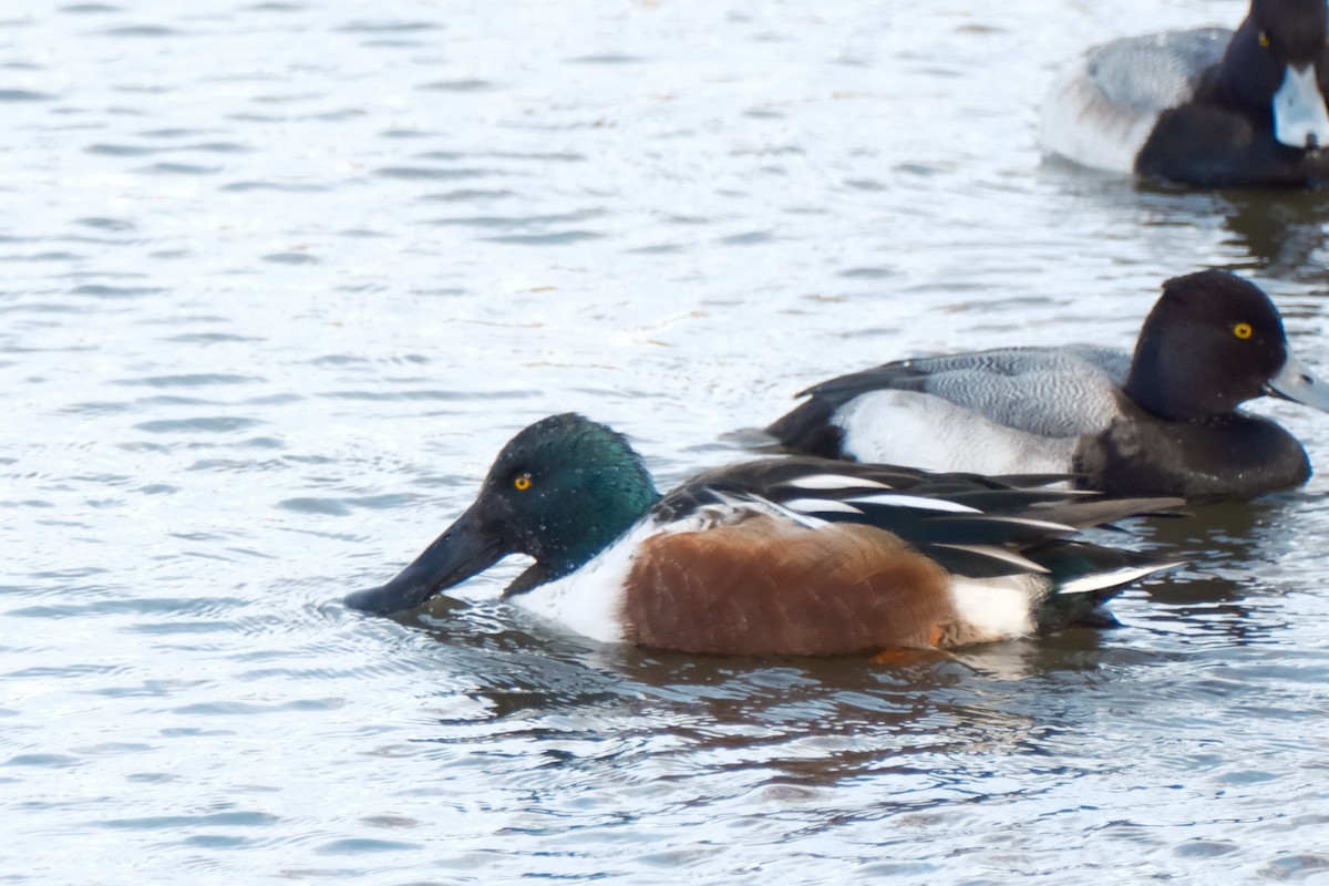 Northern Shoveler - ML647192077