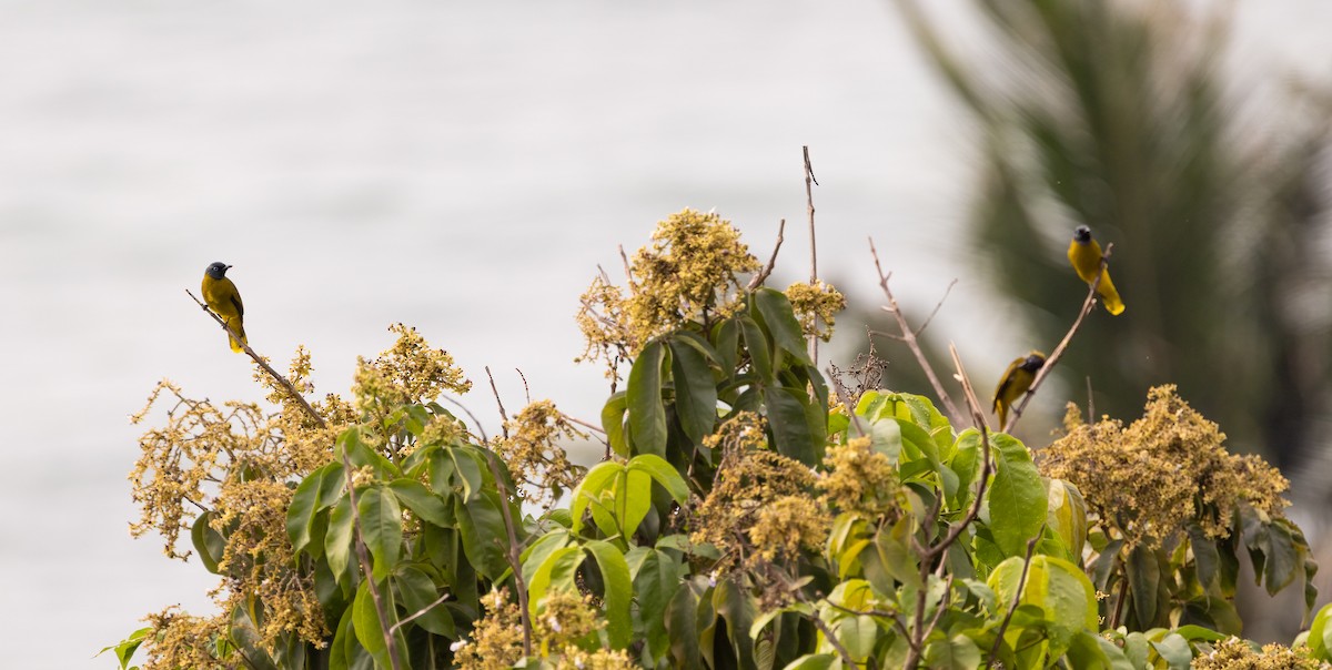 Black-headed Bulbul - ML647192079