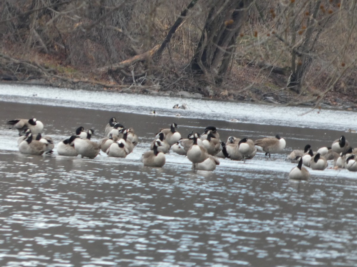 Greater White-fronted Goose - ML647192125