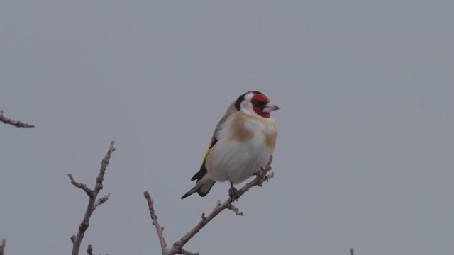 stehlík obecný - ML647192129