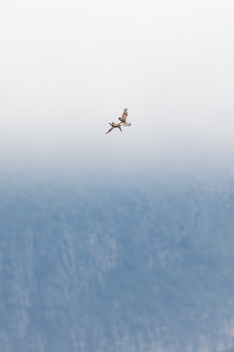 poštolka jihoafrická - ML647192131