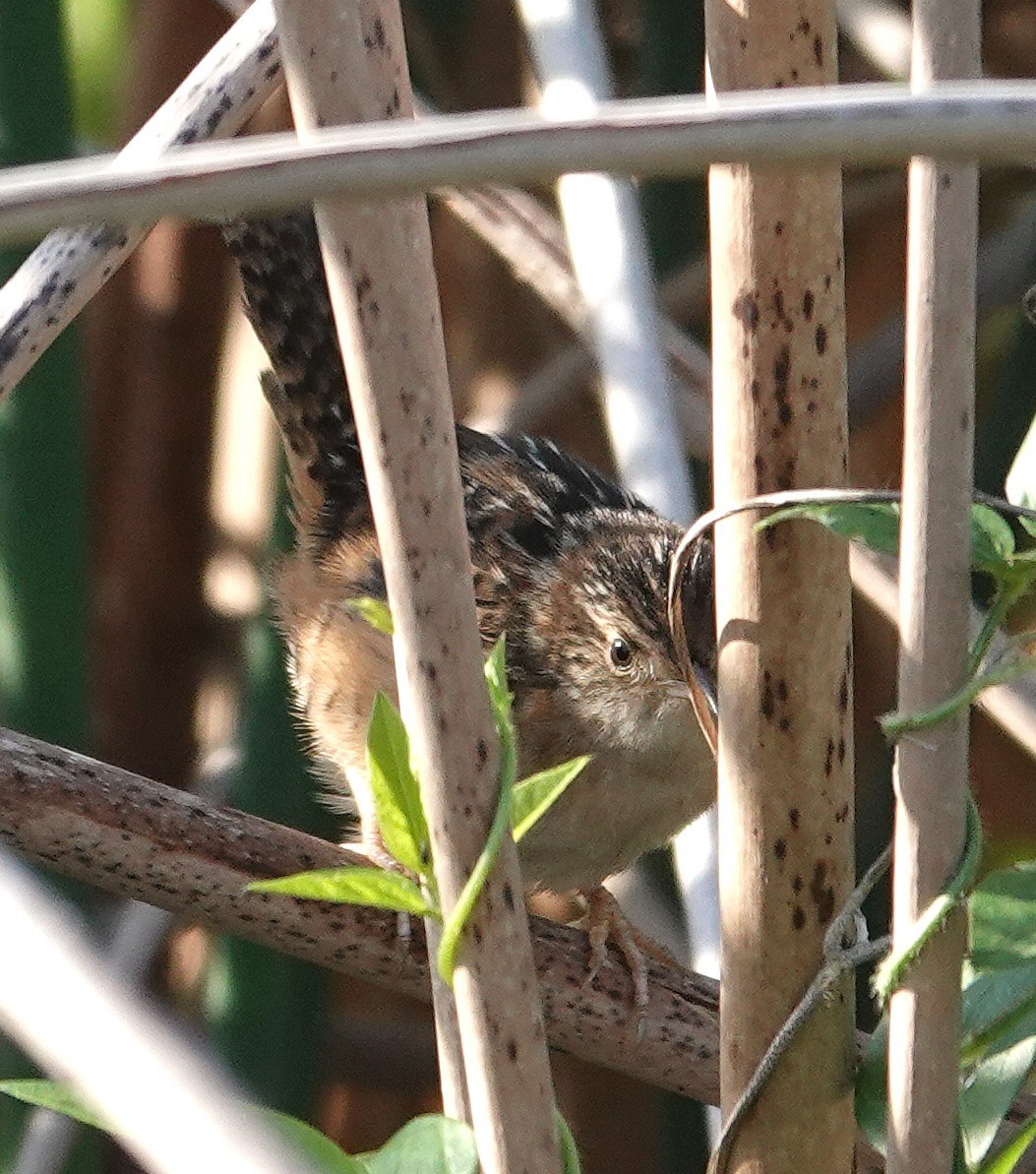 Sedge Wren - ML647192133