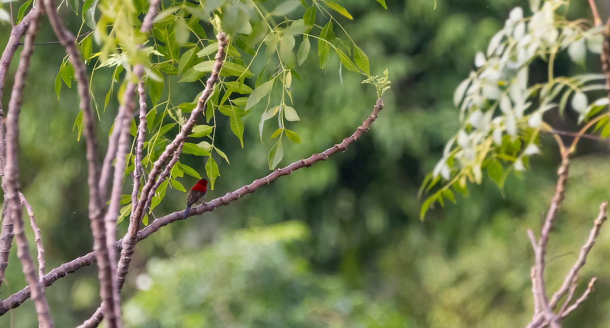 Crimson Sunbird - ML647192135