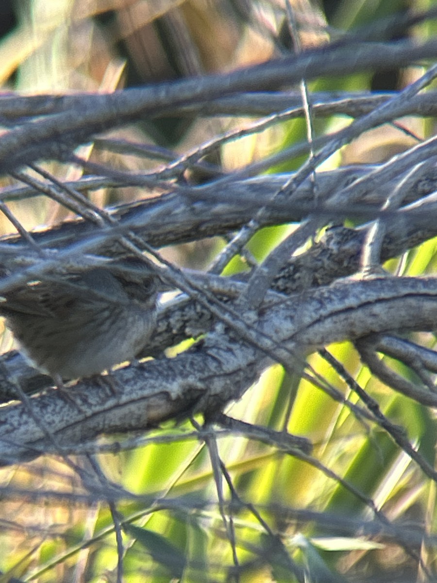 Swamp Sparrow - ML647192139