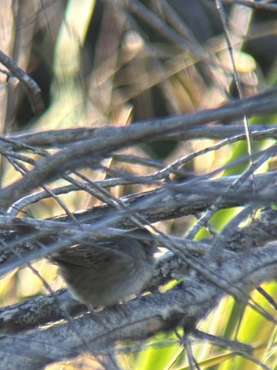 Swamp Sparrow - ML647192140