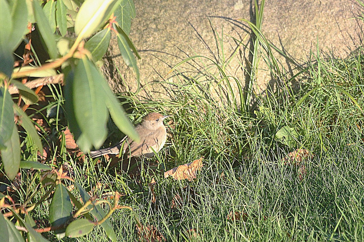 Eurasian Blackcap - ML647192141