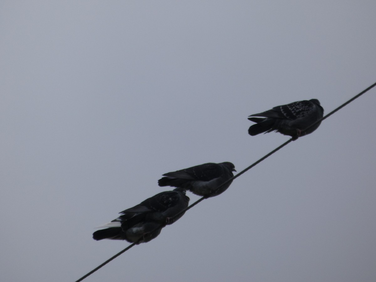 Rock Pigeon (Feral Pigeon) - ML647192146