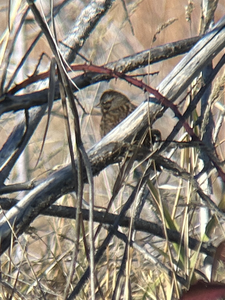 Song Sparrow - ML647192149