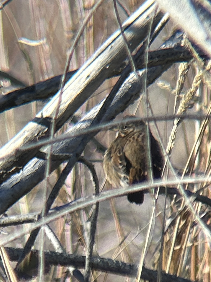 Song Sparrow - ML647192150