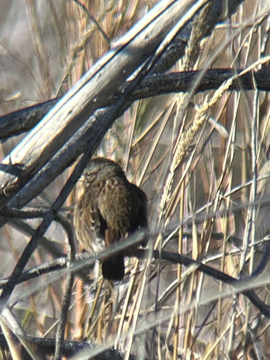 Song Sparrow - ML647192151
