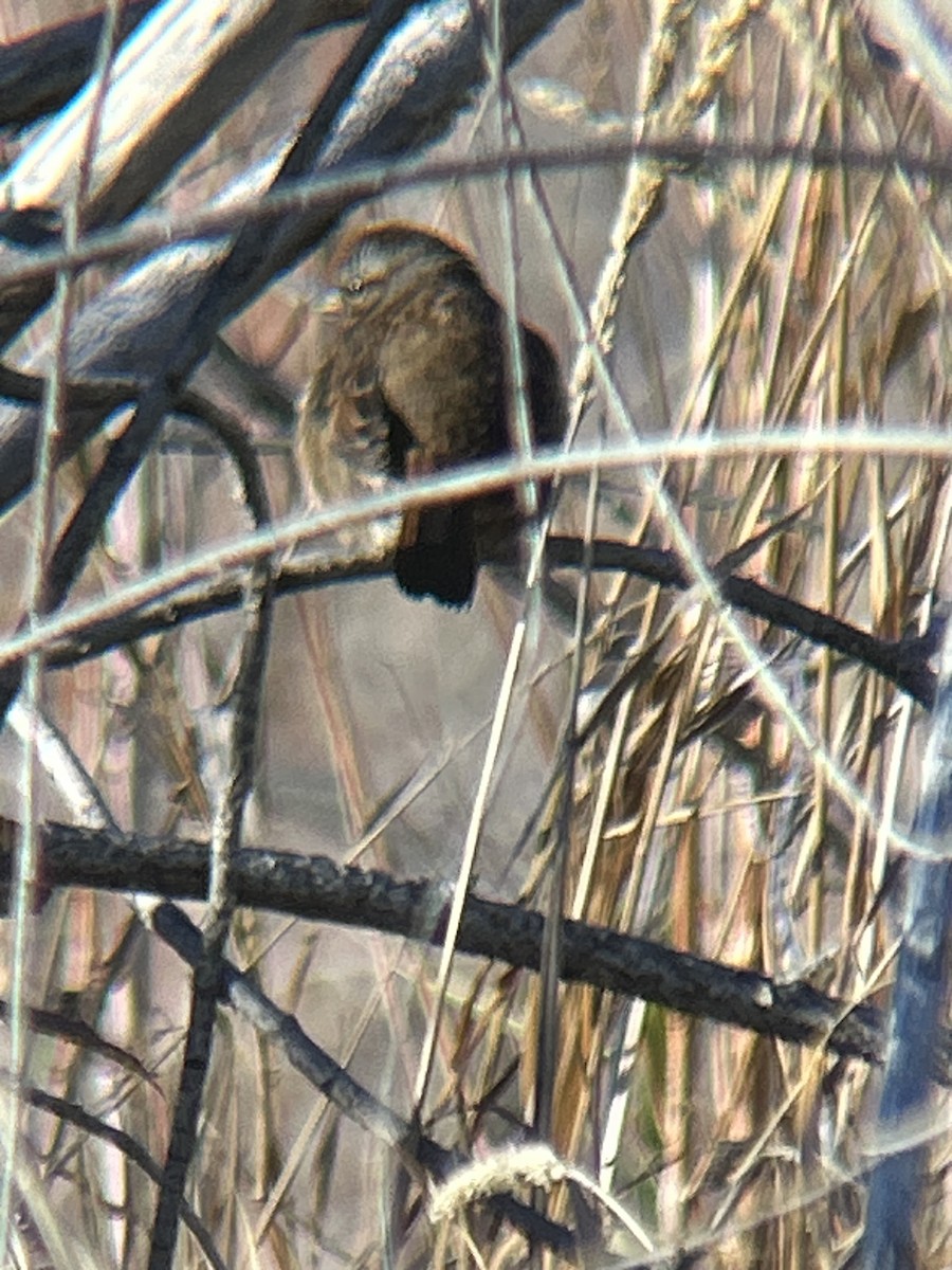 Song Sparrow - ML647192152