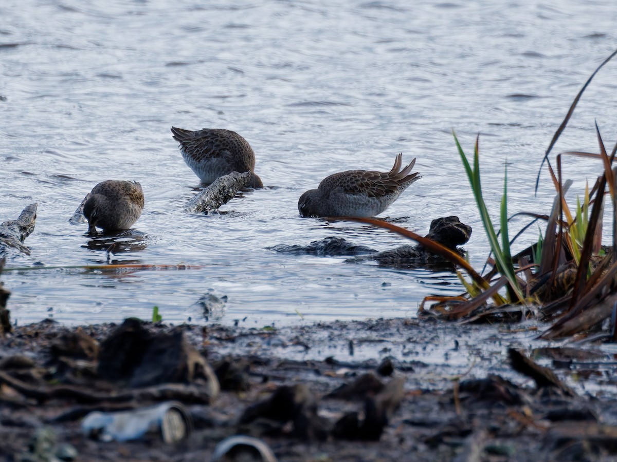 Long-billed Dowitcher - ML647192159
