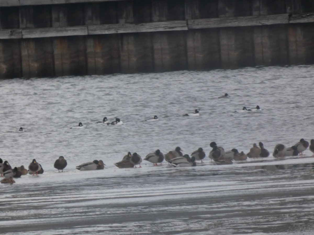 Barrow's Goldeneye - ML647192162