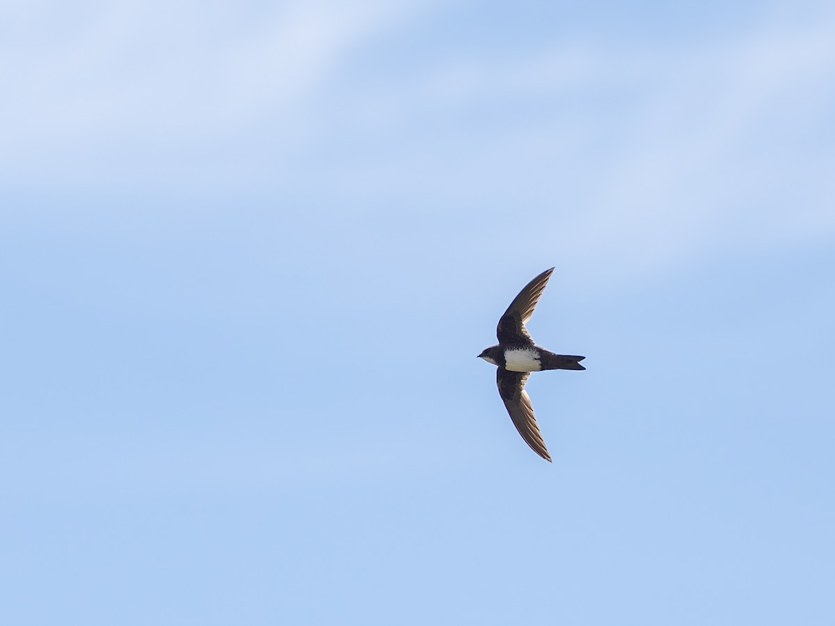 alpeseiler - ML647192171