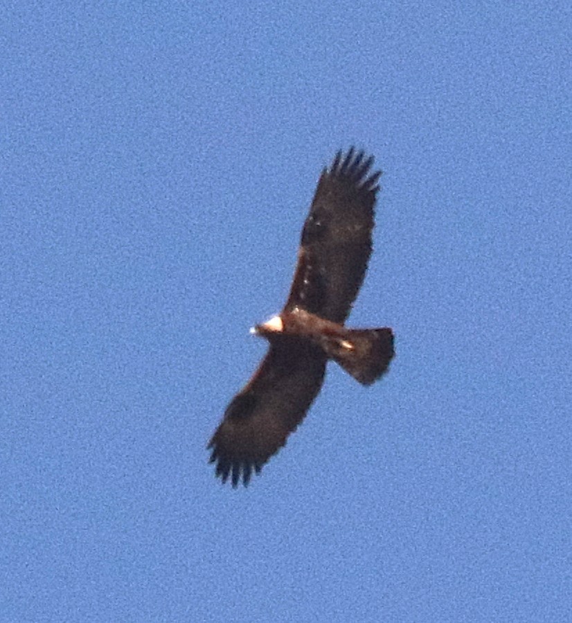 Golden Eagle - ML647192173