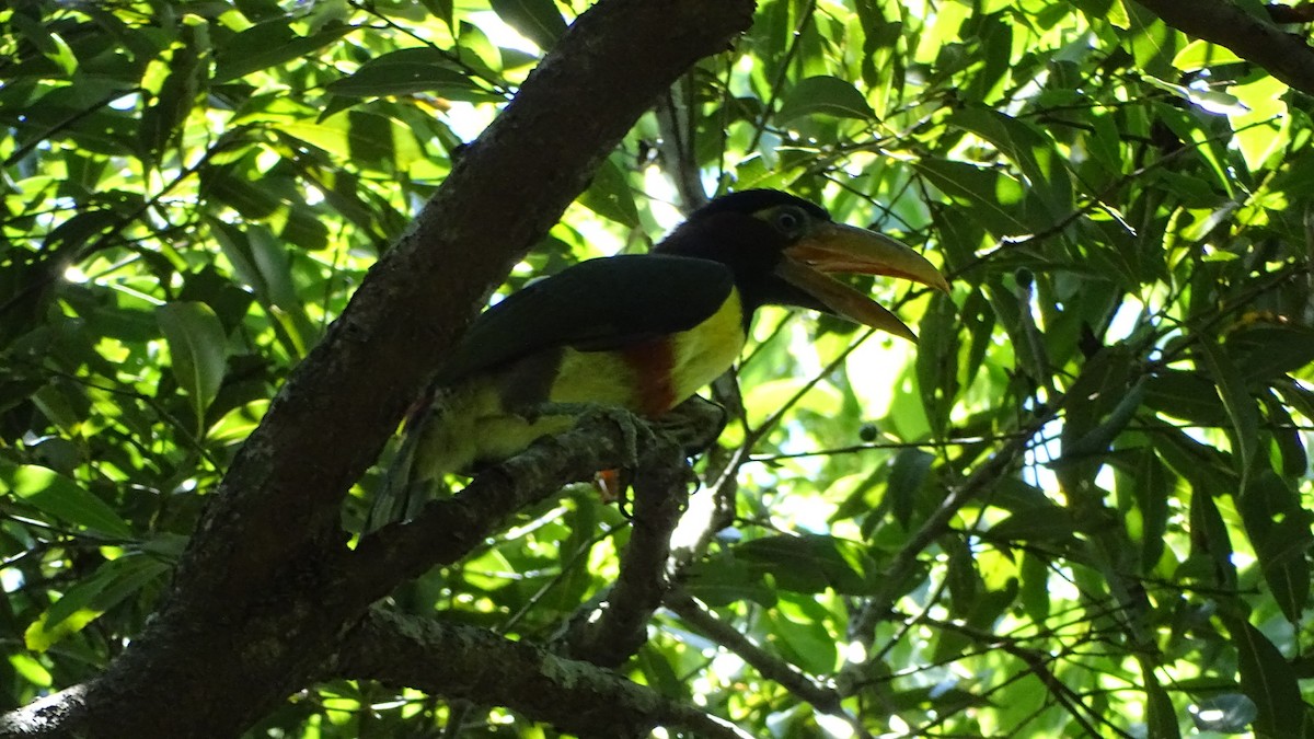 arassari hnědouchý - ML647192176