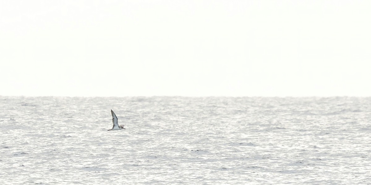 Cory's Shearwater - ML647192177