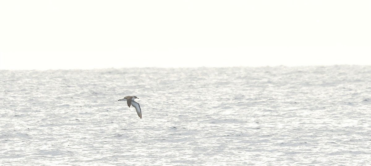 Cory's Shearwater - ML647192178