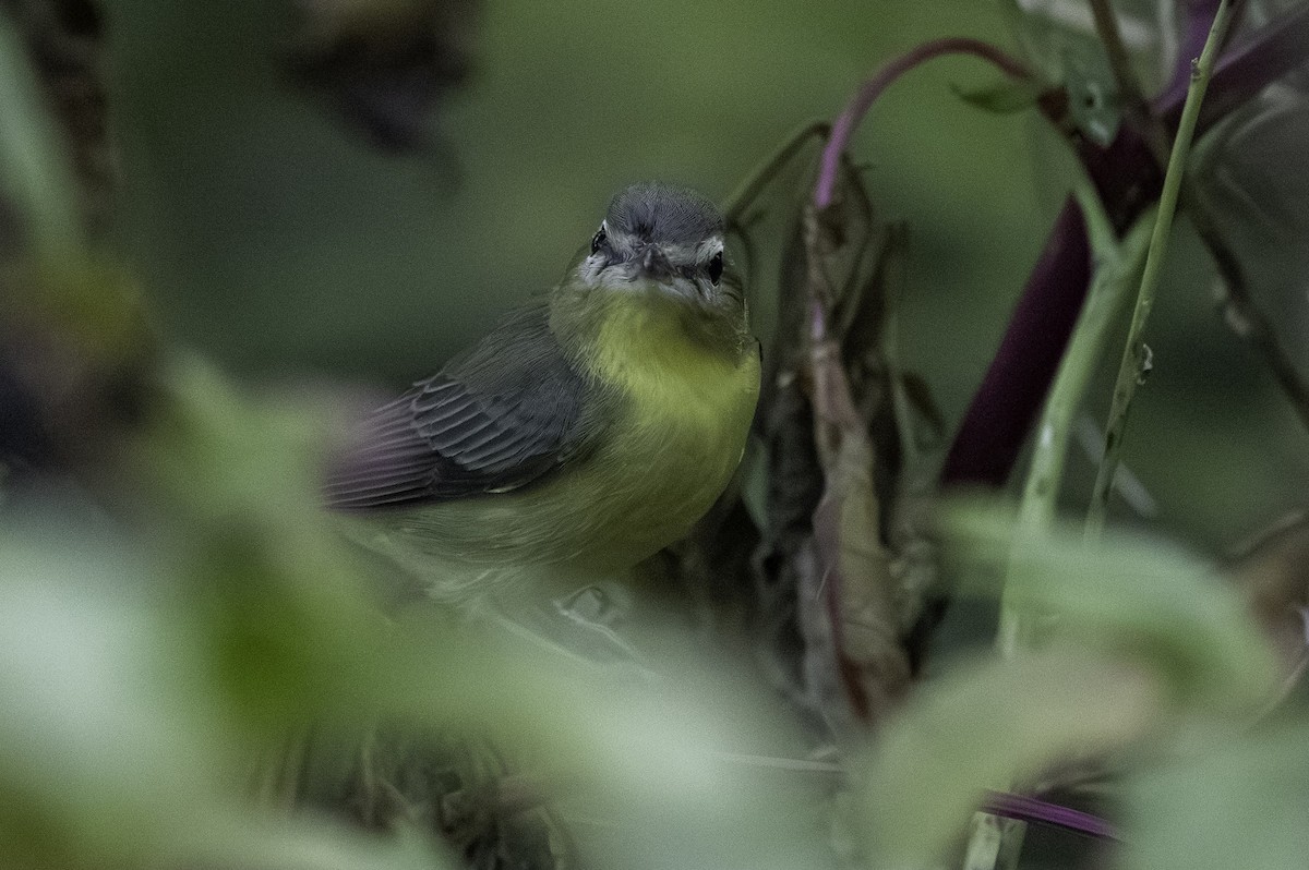 Bireo filadelfiarra - ML647192180