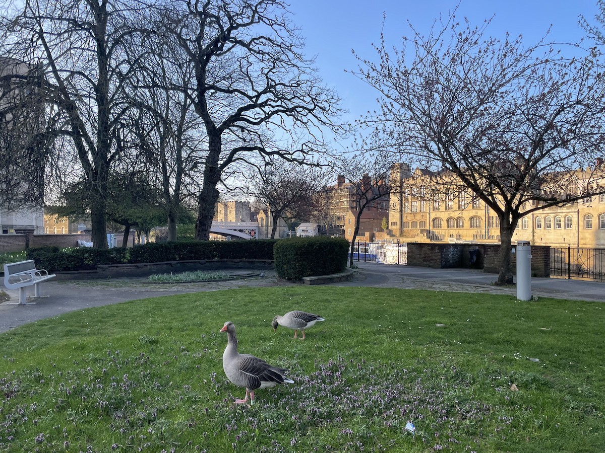 Graylag Goose - ML647192181