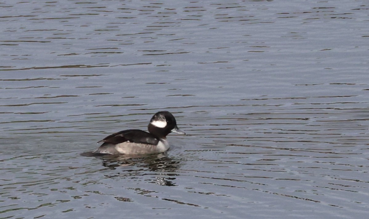 Bufflehead - ML647192192