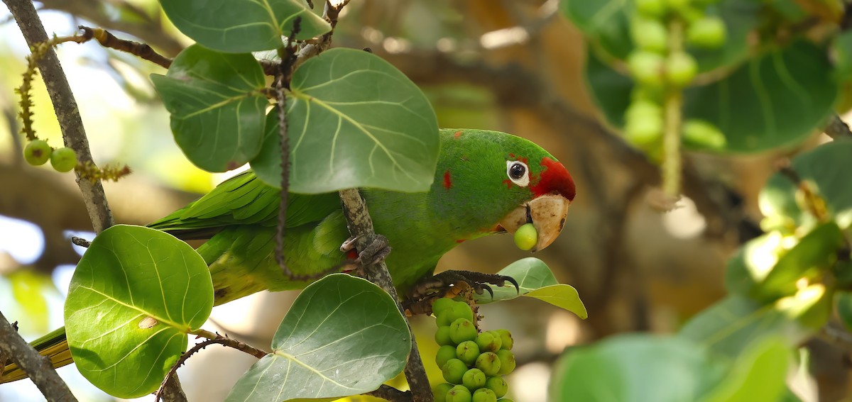 Sittich, unbestimmt - ML647192195