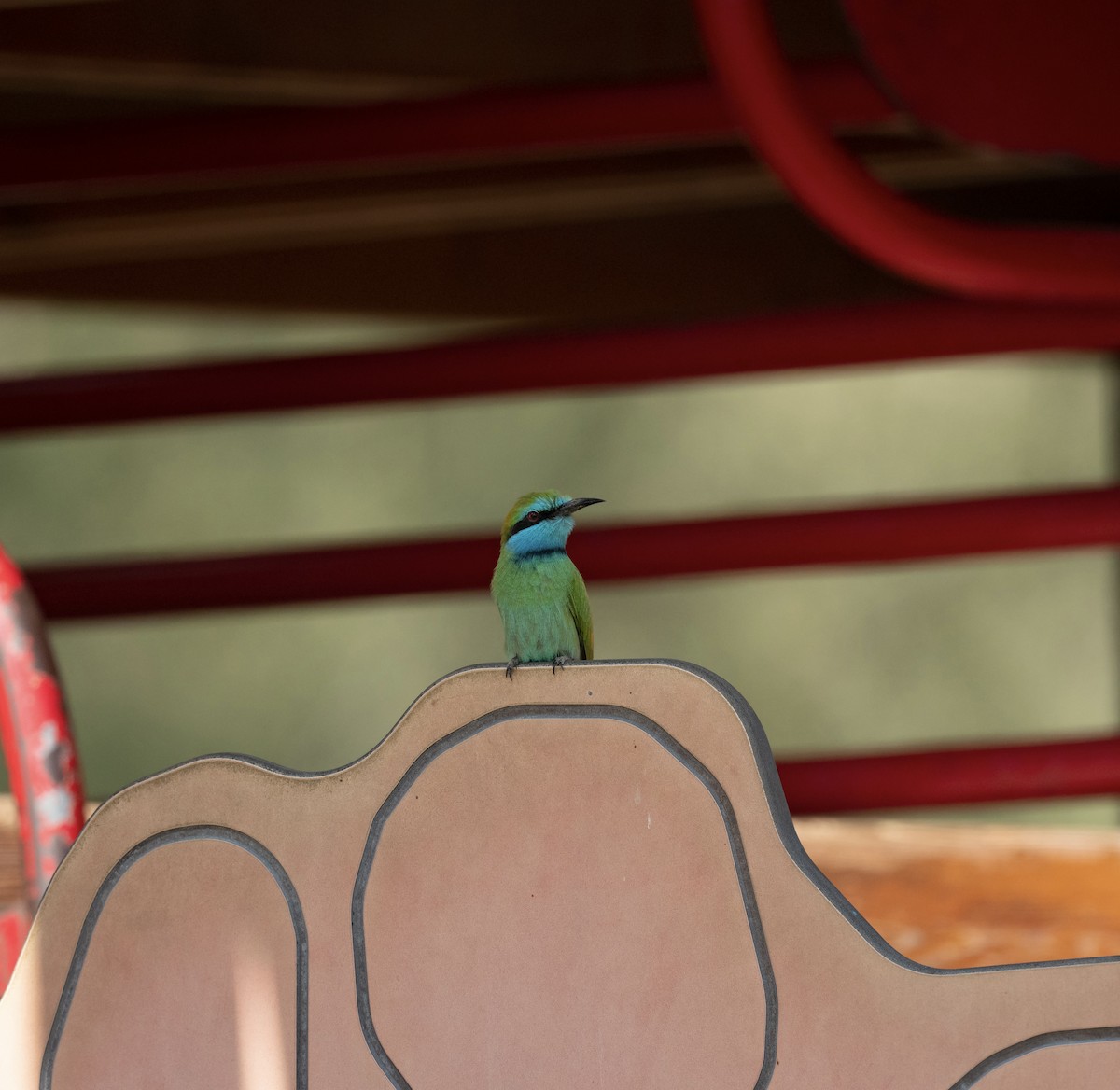 Arabian Green Bee-eater - ML647192219